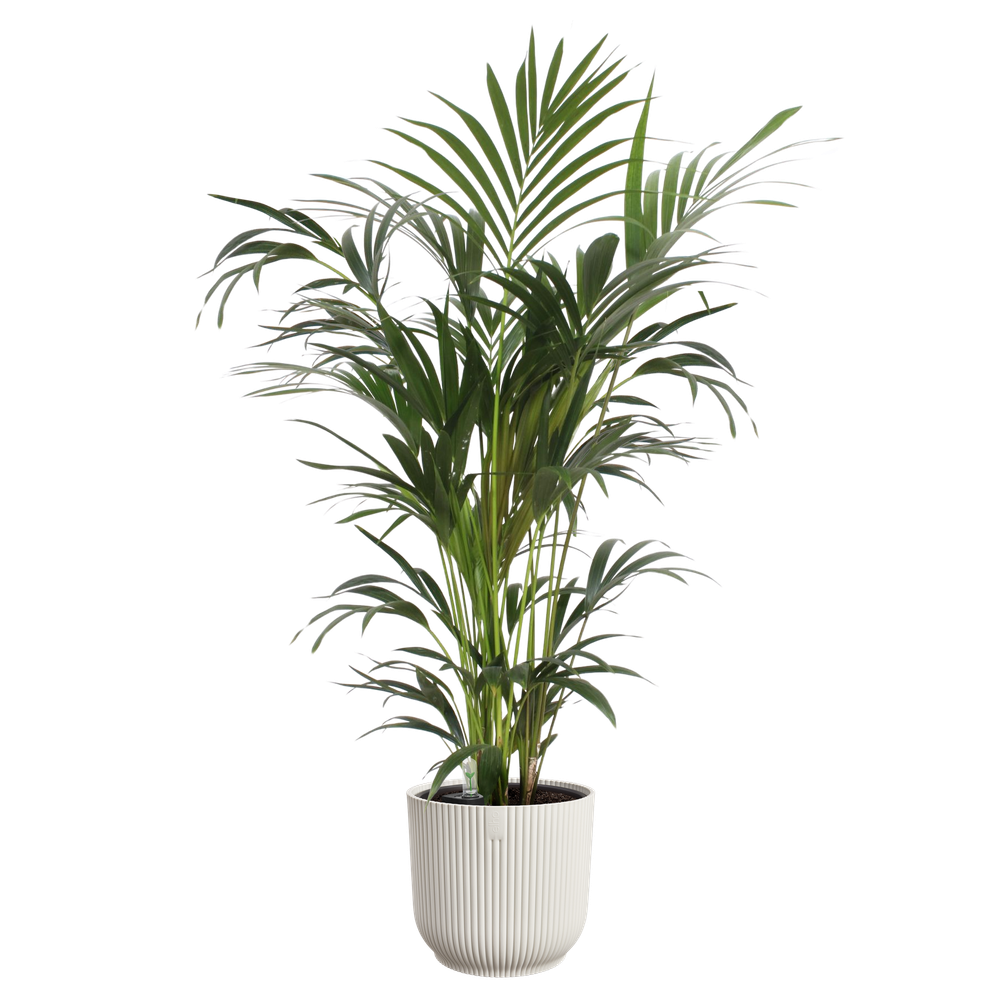 All-in-1 Vibes Round 18 + Swi 17