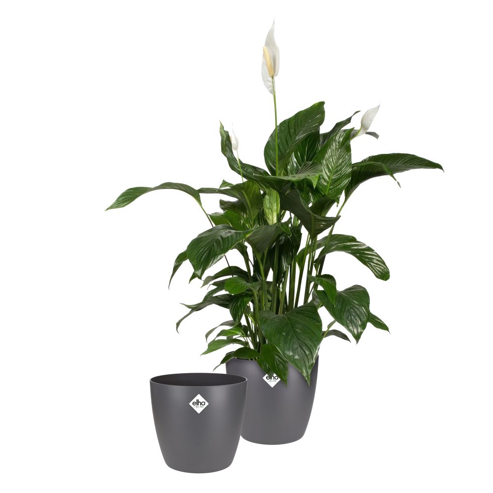 BNDL Brussels Round 25 X2