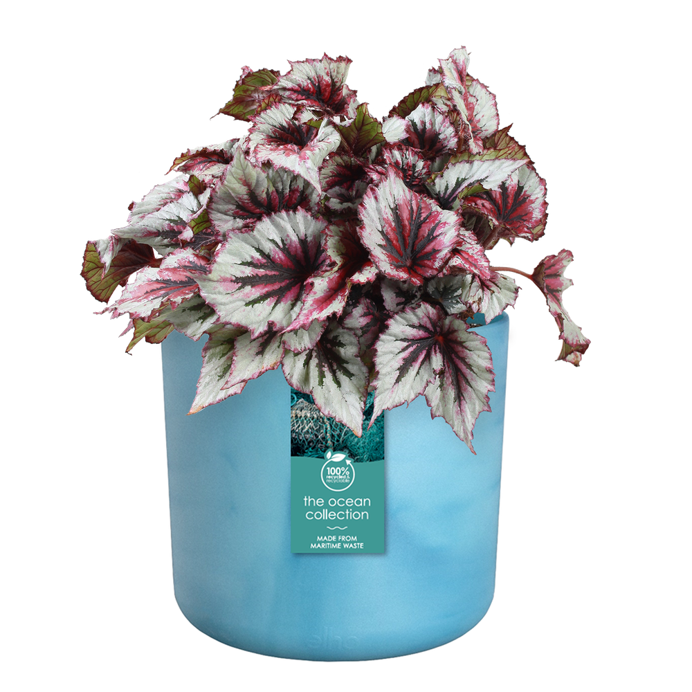 BNDL Ocean Round 22+swi21