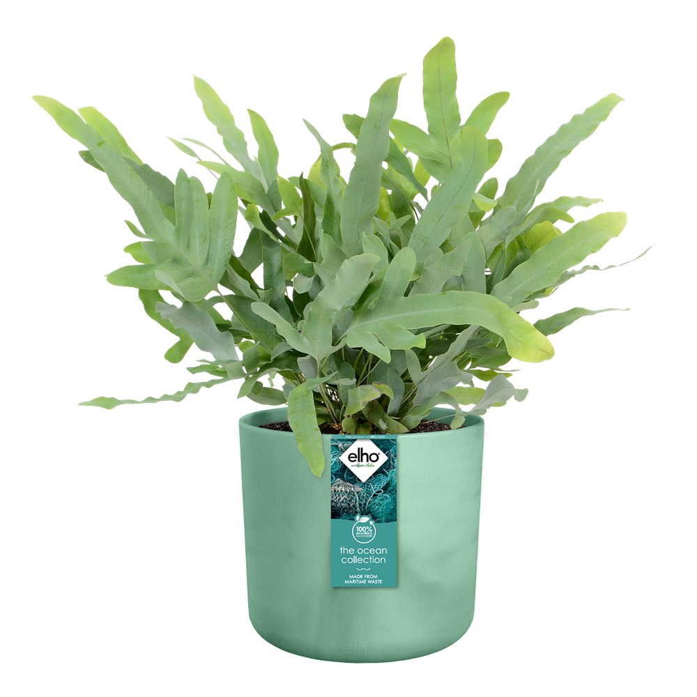 BNDL Ocean Round 22+swi21