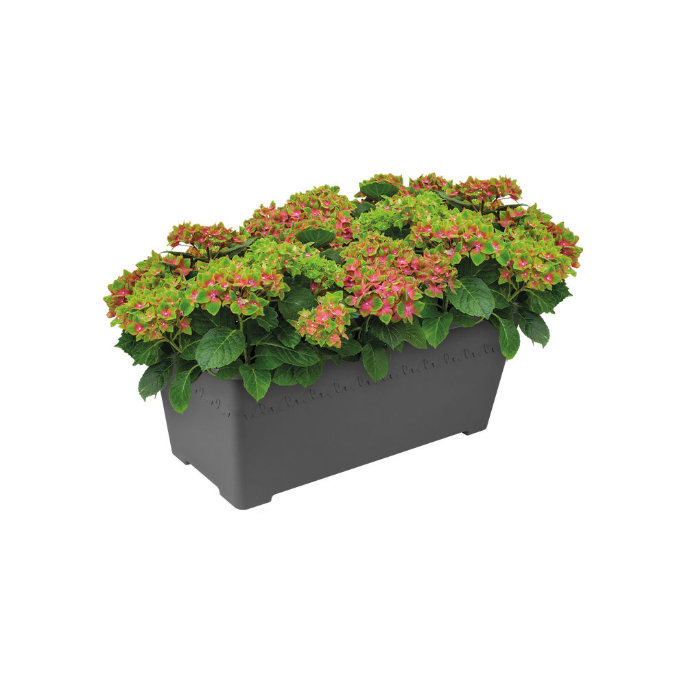 Algarve Terrace Wheels 80