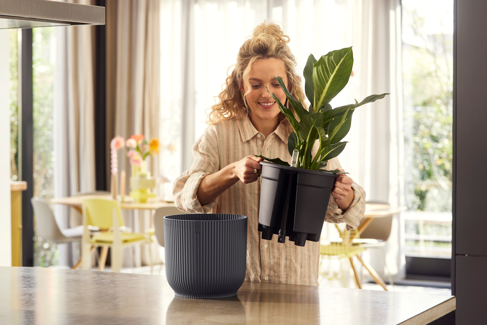 All-in-1 Vibes Round 25 + Swi 24