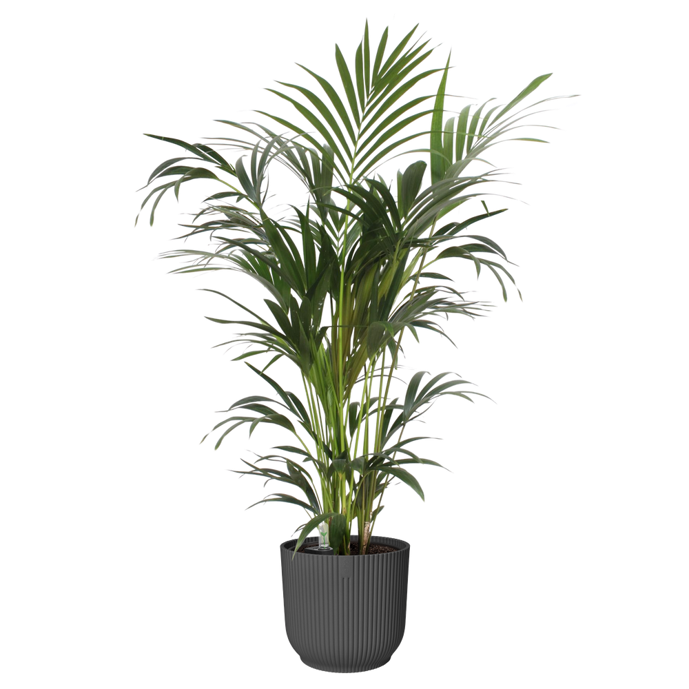 All-in-1 Vibes Round 25 + Swi 24