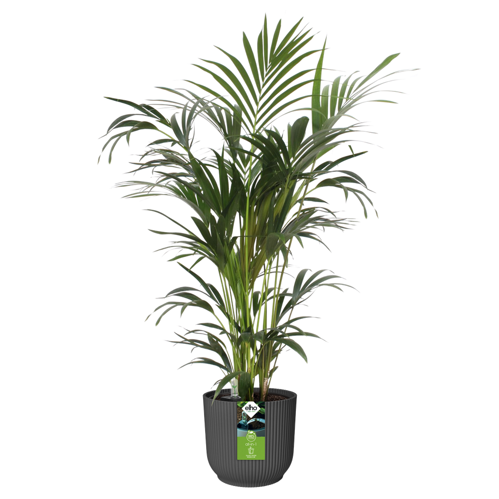 All-in-1 Vibes Round 18 + Swi 17