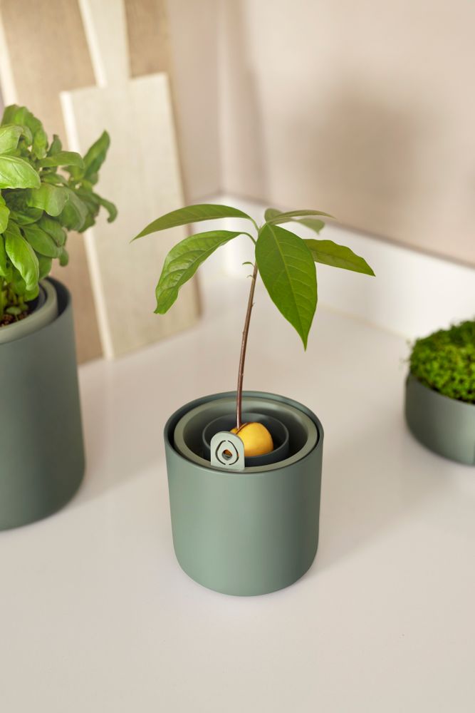 Amazing Avocado Pot