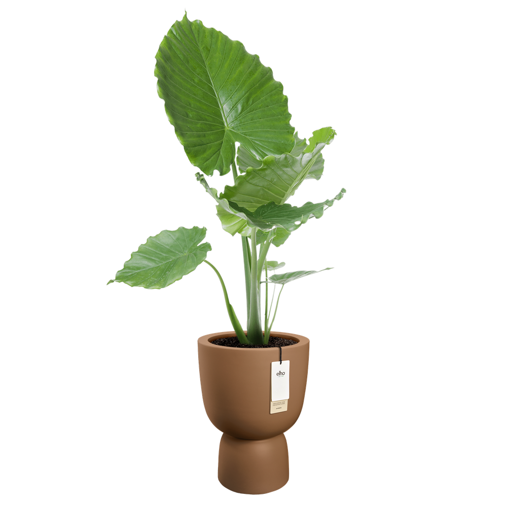 Amber Coupe Round 41