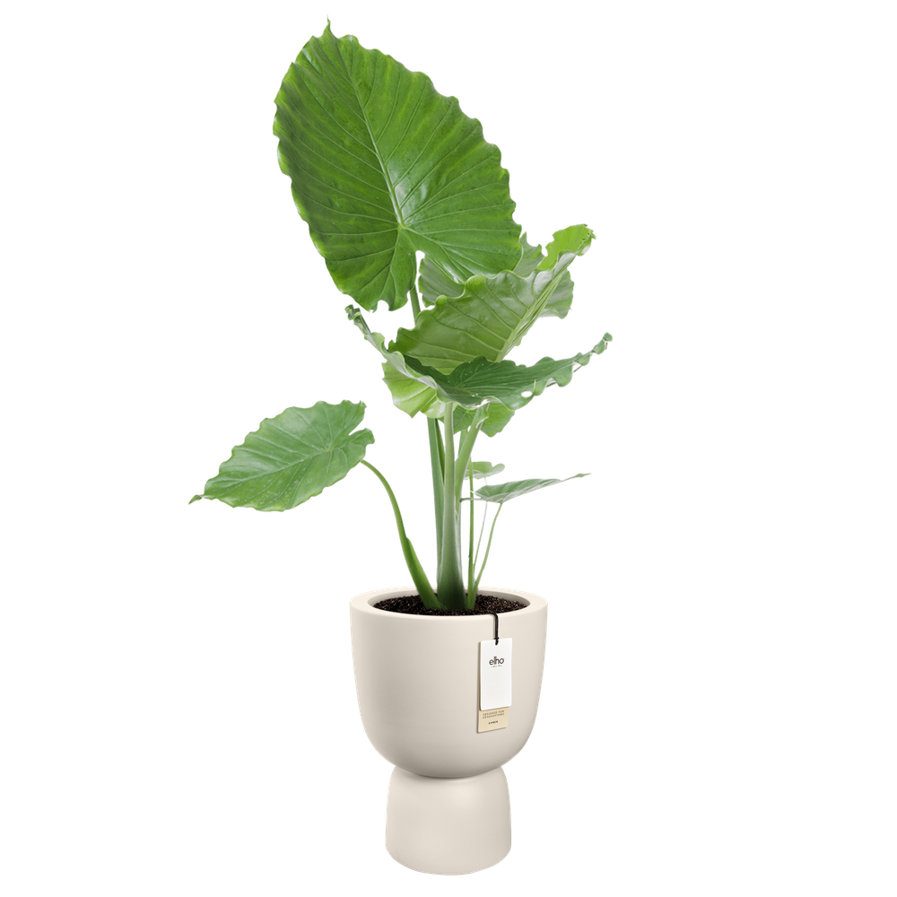 Amber Coupe Round 41