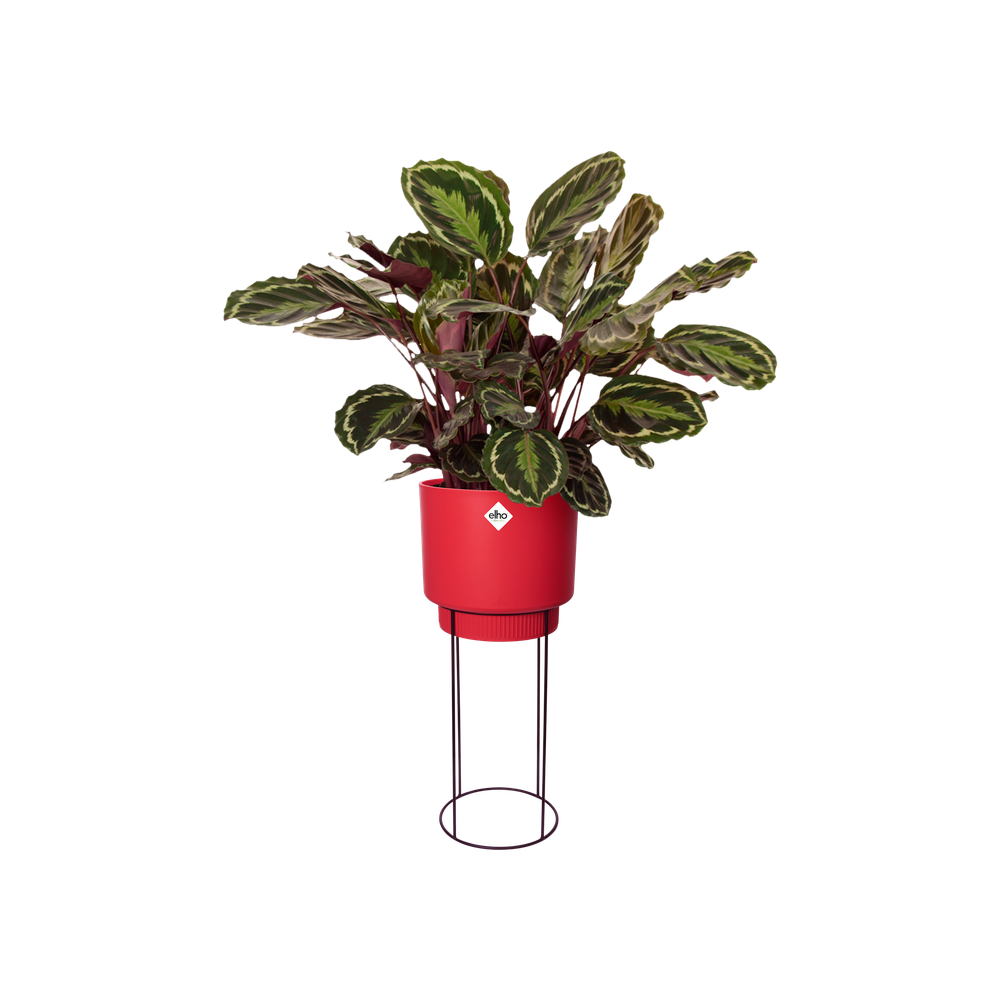 B.for Studio Round 30