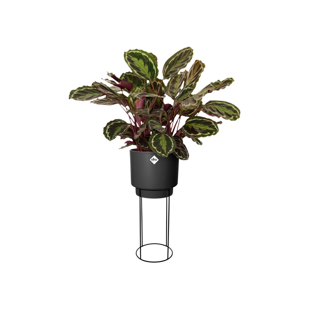 B.for Studio Round 30