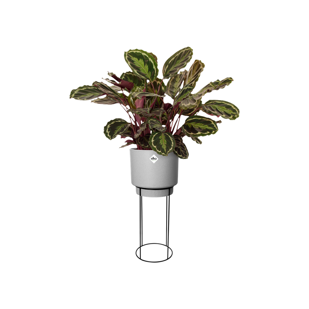 B.for Studio Round 30