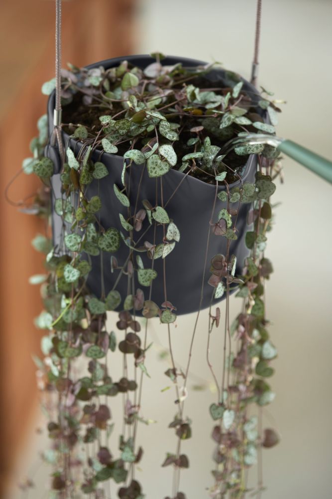 BNDL B.for Swing18+swi 17