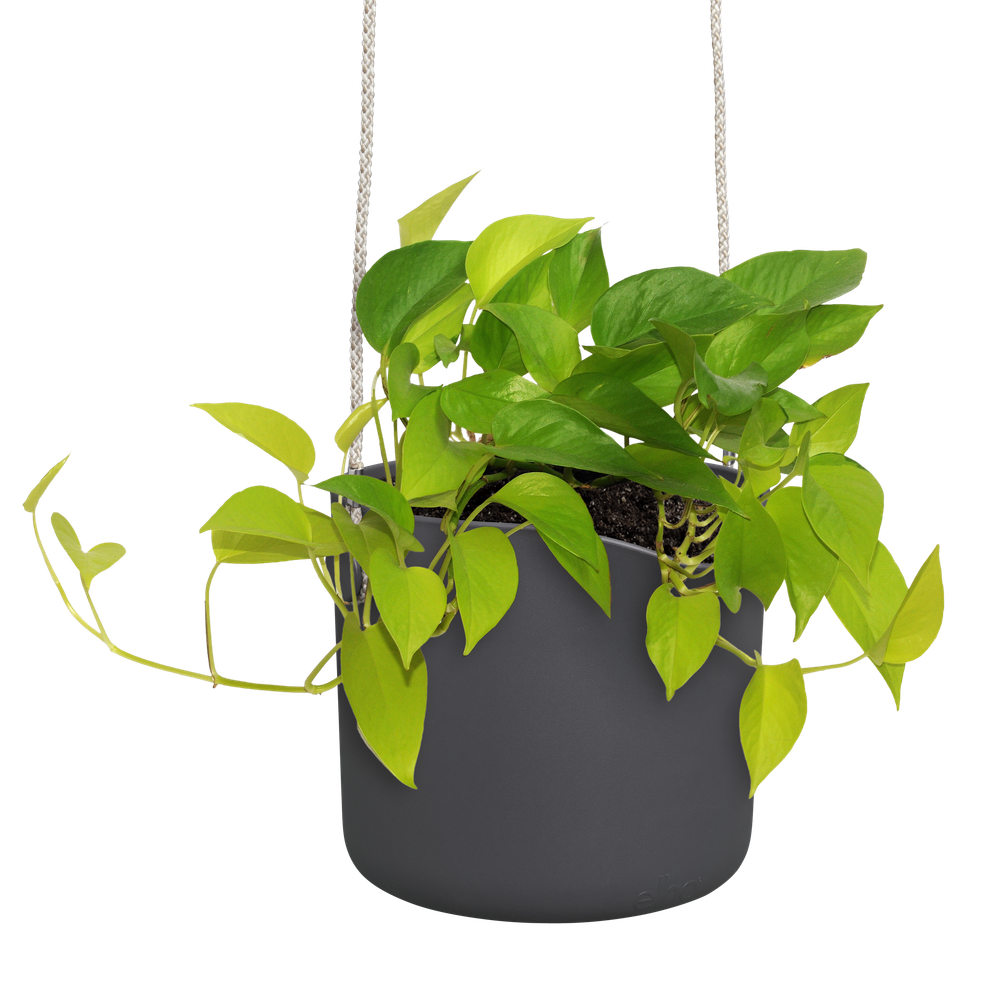 BNDL B.for Swing18+swi 17