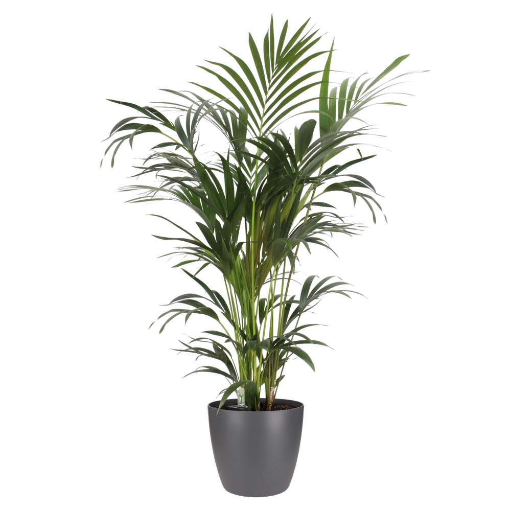 BNDL Brussels Round 16,18,20