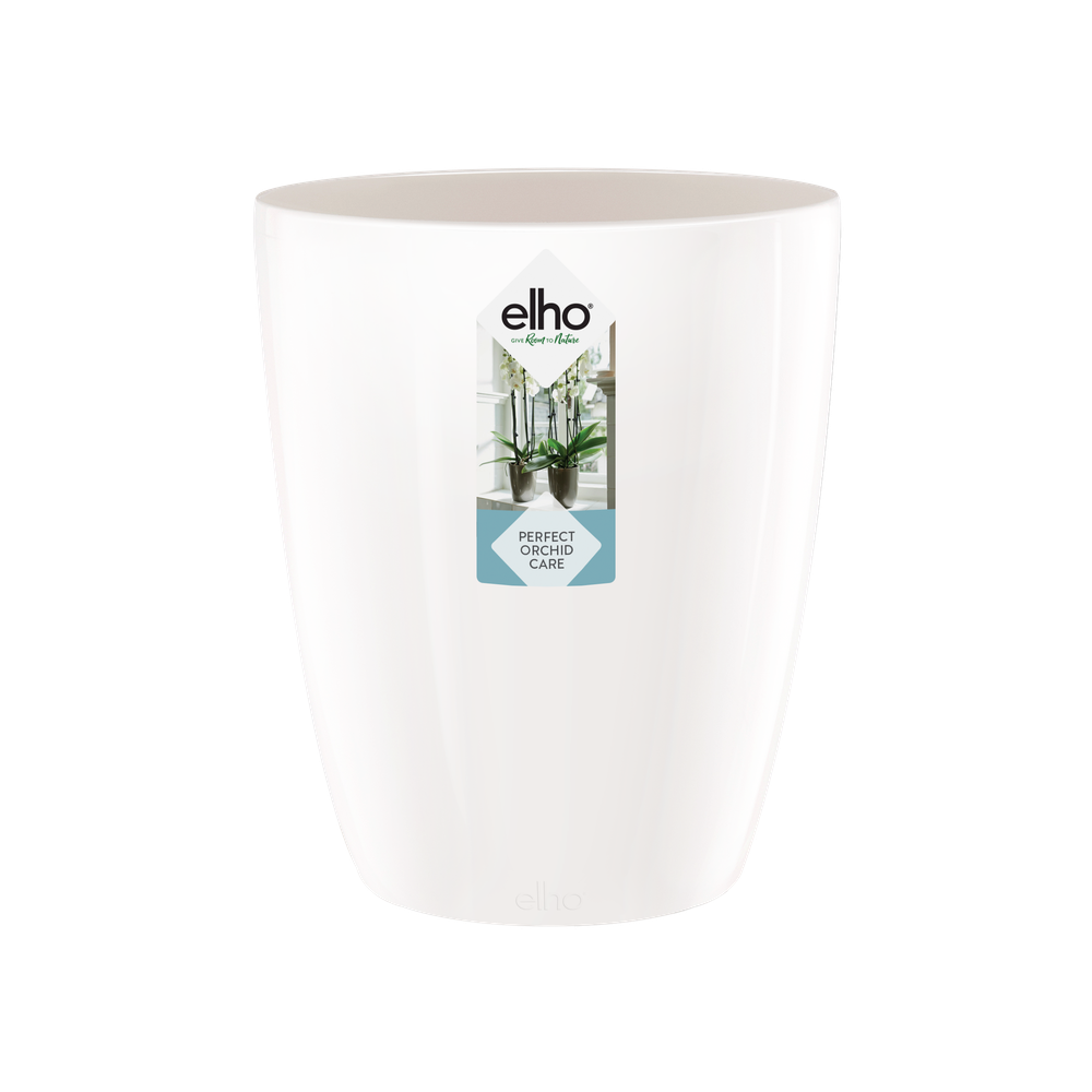 Brussels Diamond Orchid High 12,5