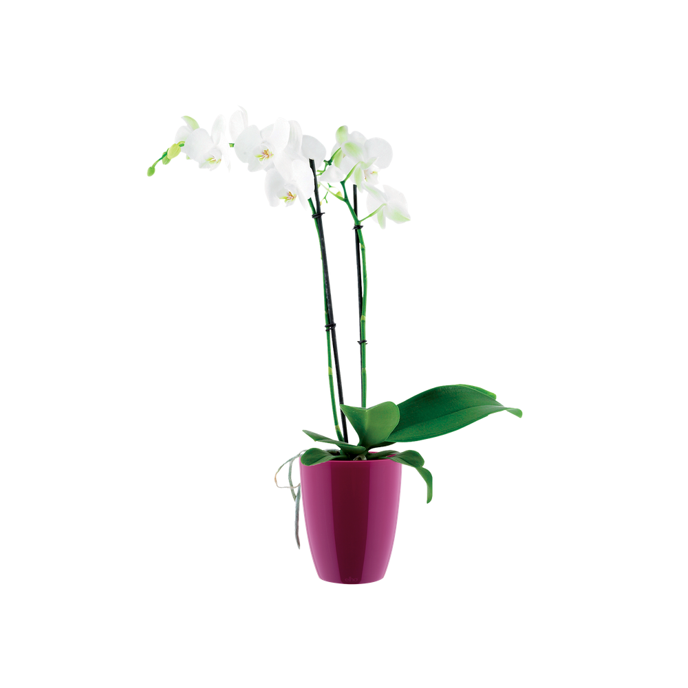 Brussels Diamond Orchid High 12,5