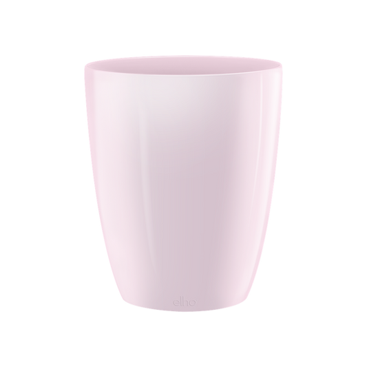 Brussels Diamond Orchid High 12,5