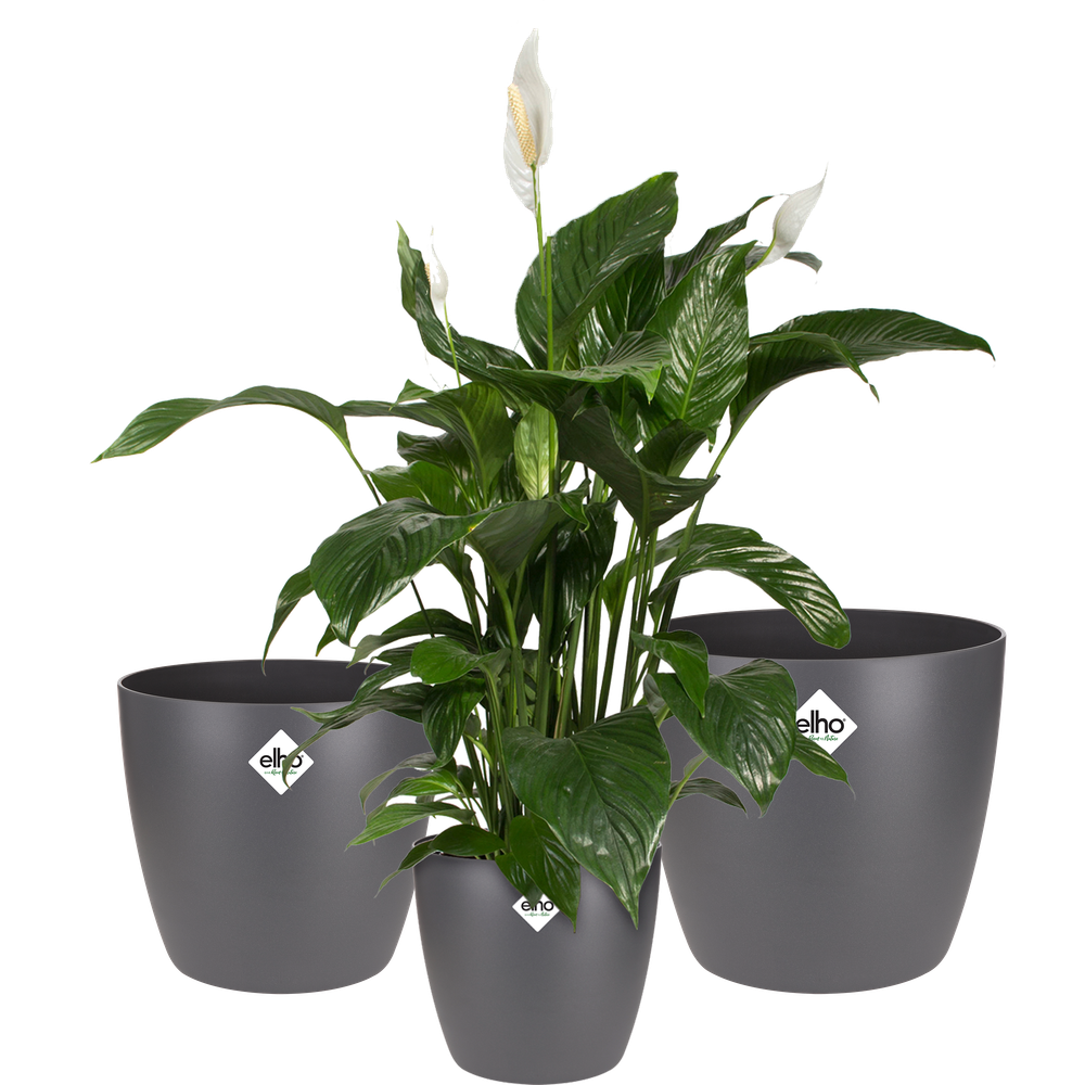 BNDL Brussels Round 16,18,20