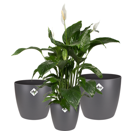 BNDL Brussels Round 16,18,20