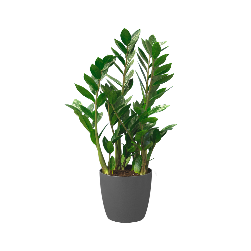 BNDL Brussels Round 25 X2