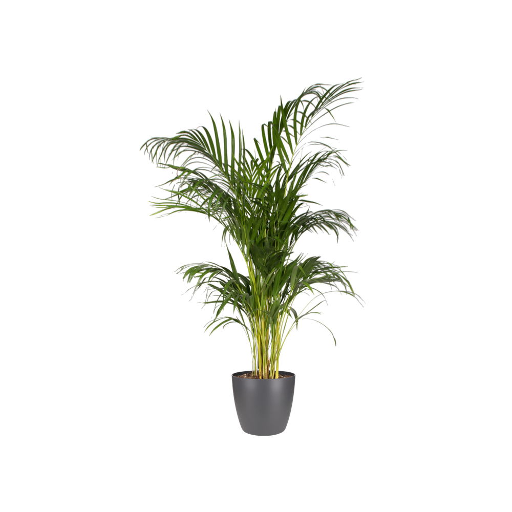 BNDL Brussels Round 25 X2