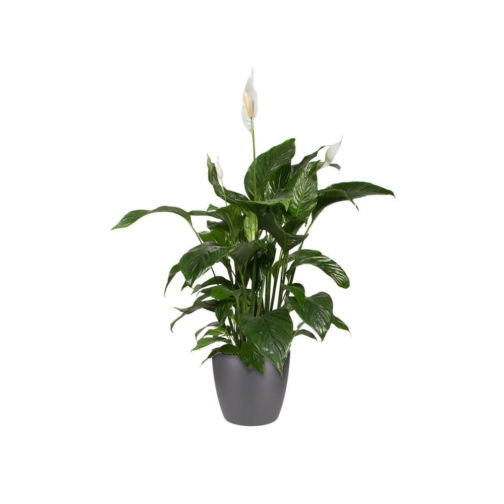 BNDL Brussels Round 16,18,20