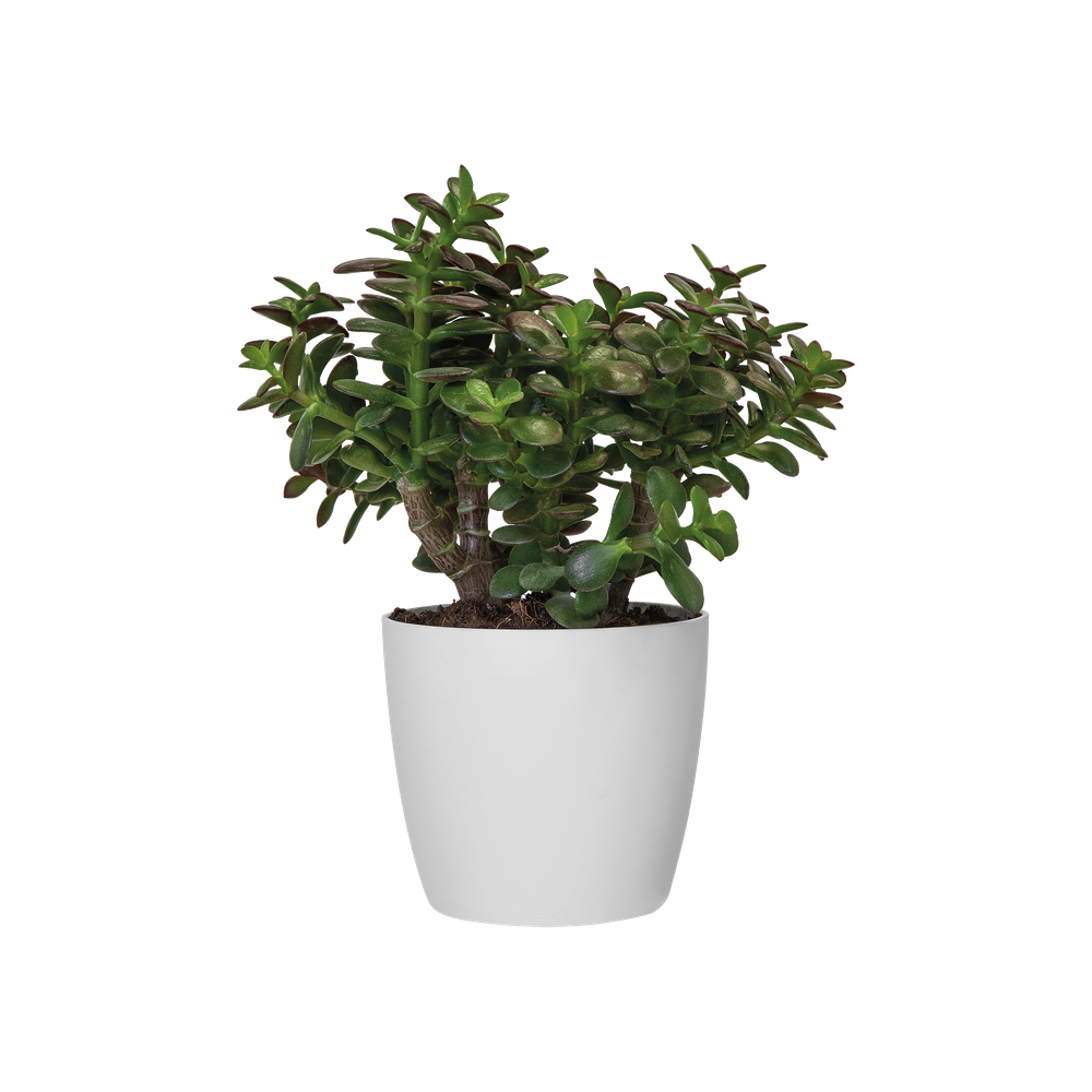 All-in-1 Brussel Round 18 + Swi 17