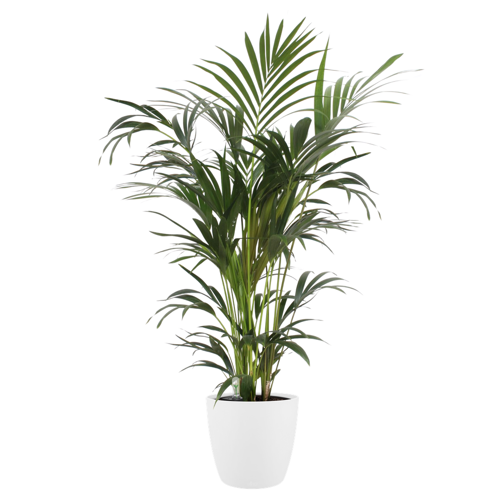 All-in-1 Brussel Round 18 + Swi 17