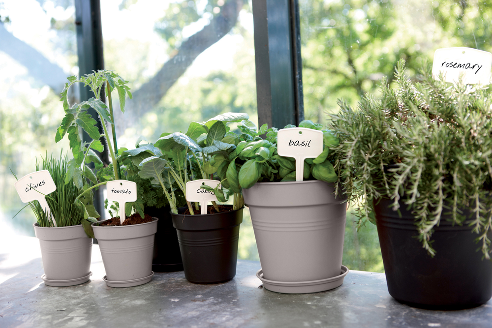 Green Basics Growpot 19