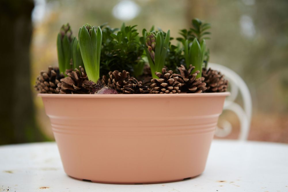 Green Basics Bowl 33
