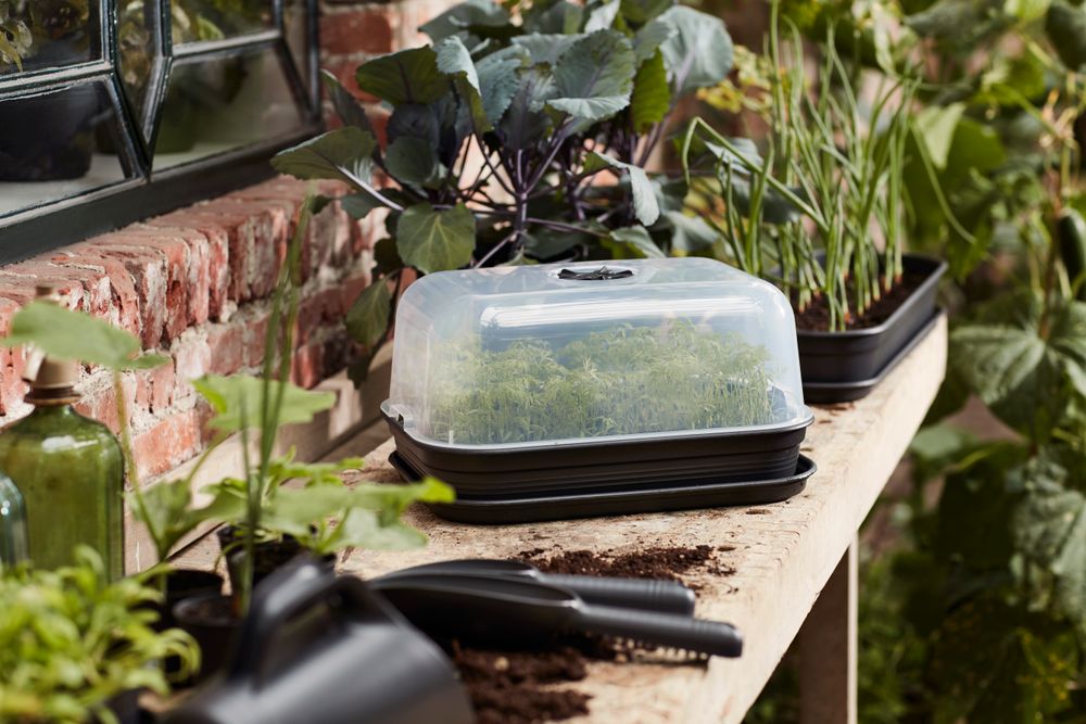 Green Basics Grow Set M