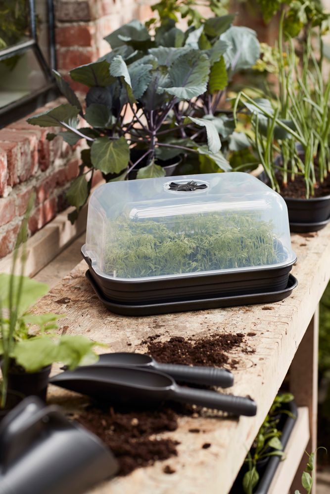 Green Basics Grow Set M