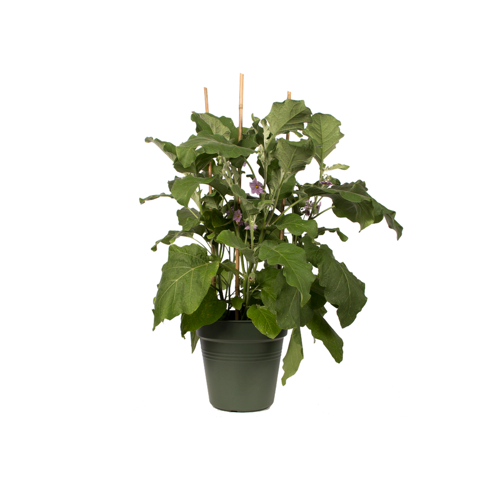 Green Basics Growpot 13