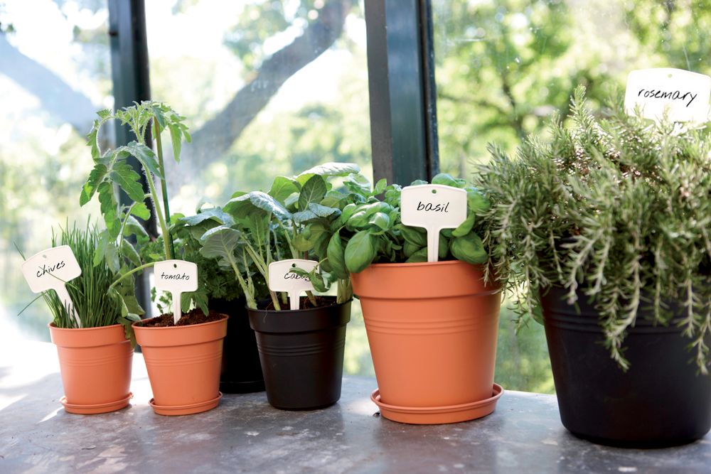 Green Basics Growpot 21
