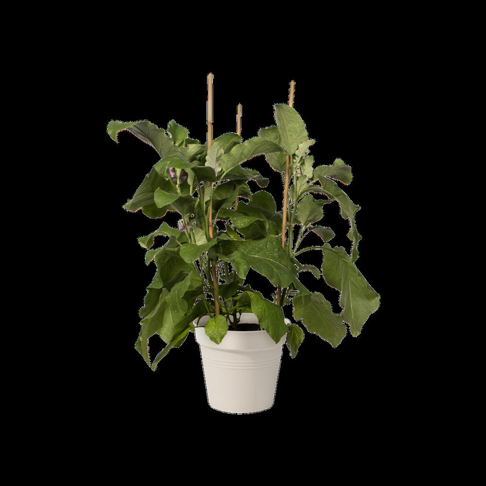 Green Basics Growpot 19