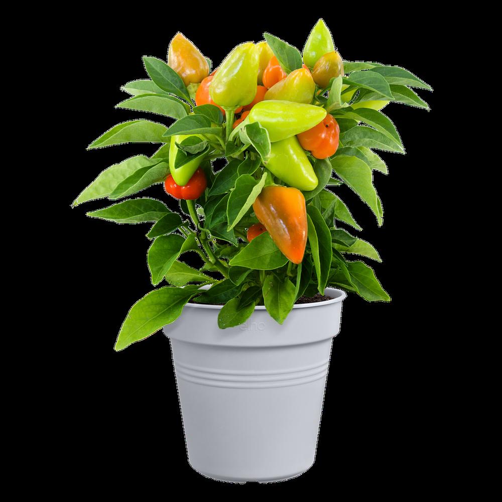 Green Basics Growpot 11