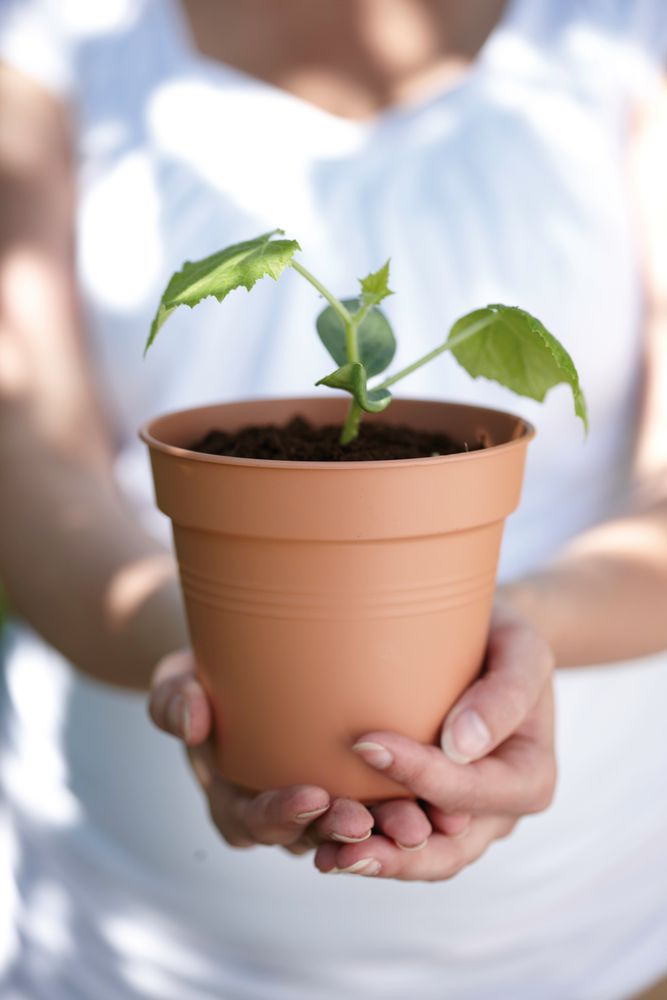 Green Basics Growpot 40