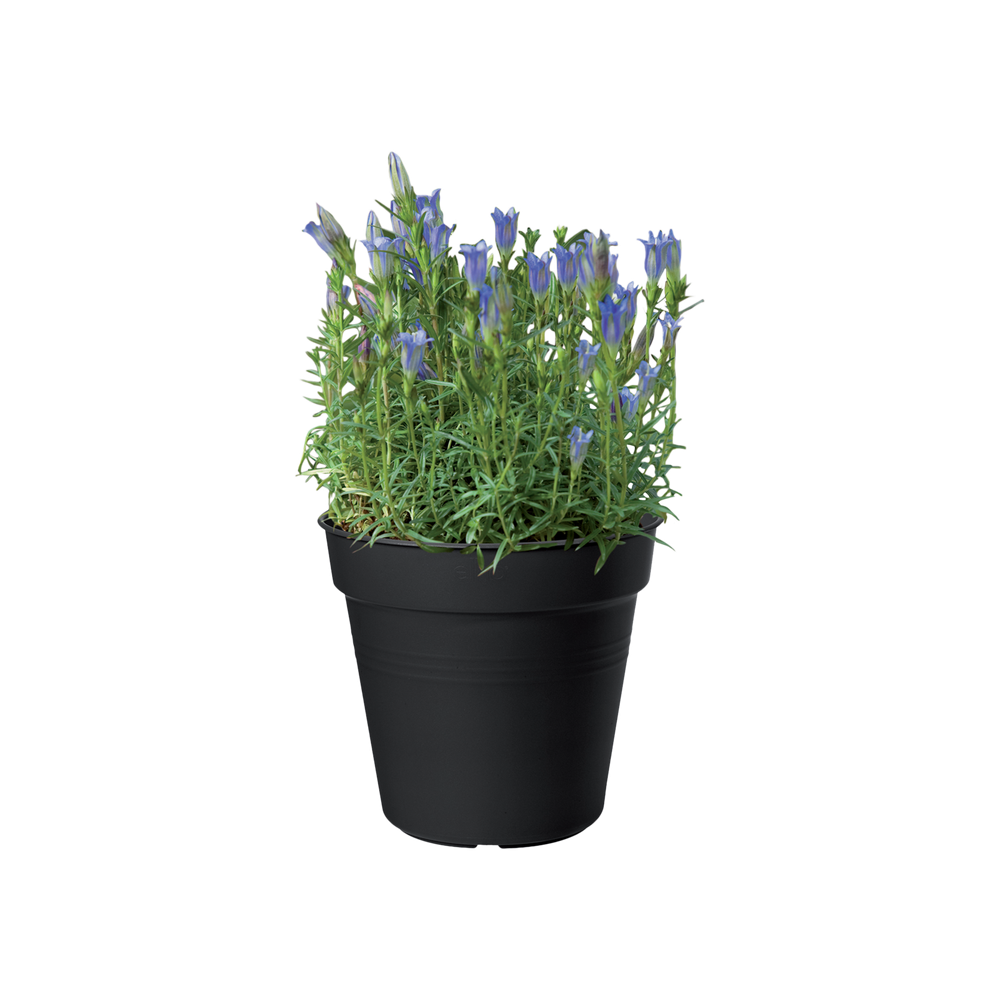 BNDL Gb Growpot 17+ Saucer 14 X 5