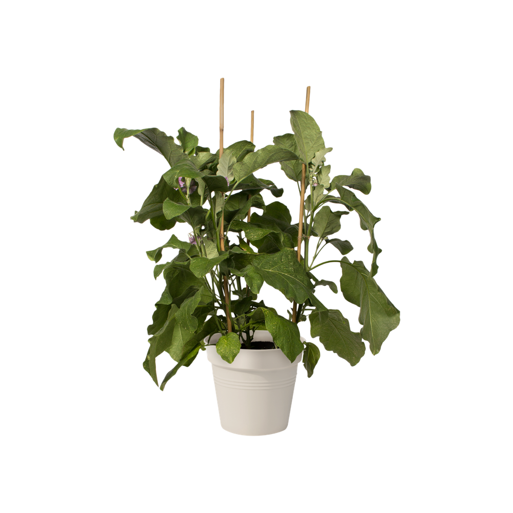 Green Basics Growpot 21
