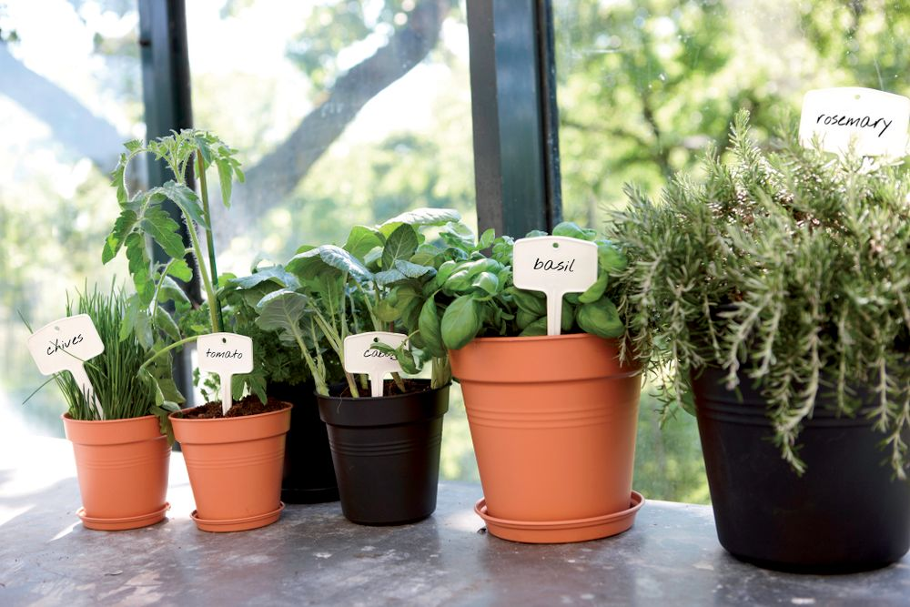 Green Basics Growpot 30