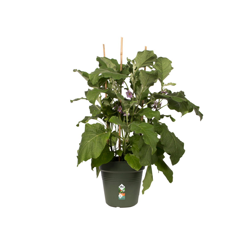 Green Basics Growpot 11