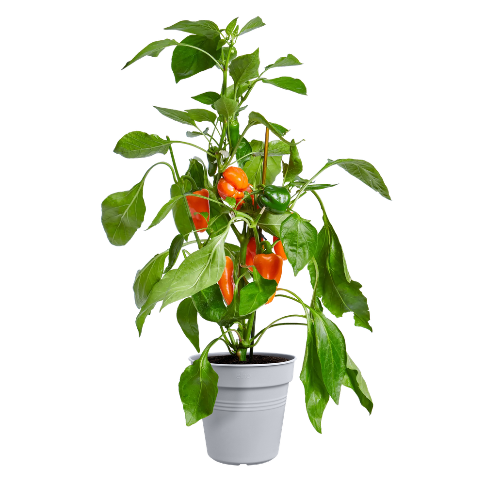 Green Basics Growpot 30