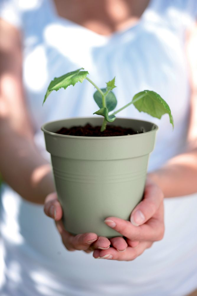 Green Basics Growpot 11