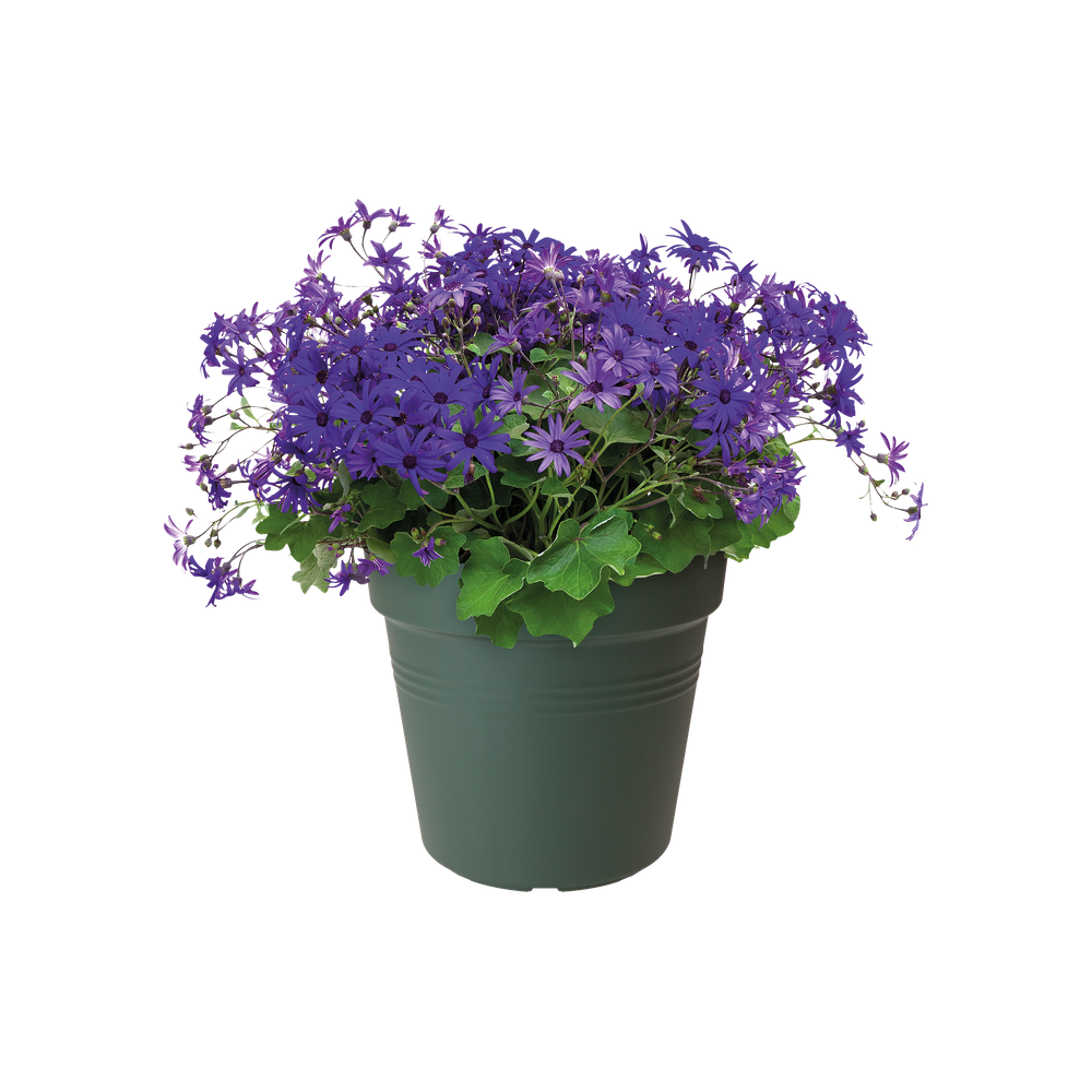 Green Basics Growpot 21