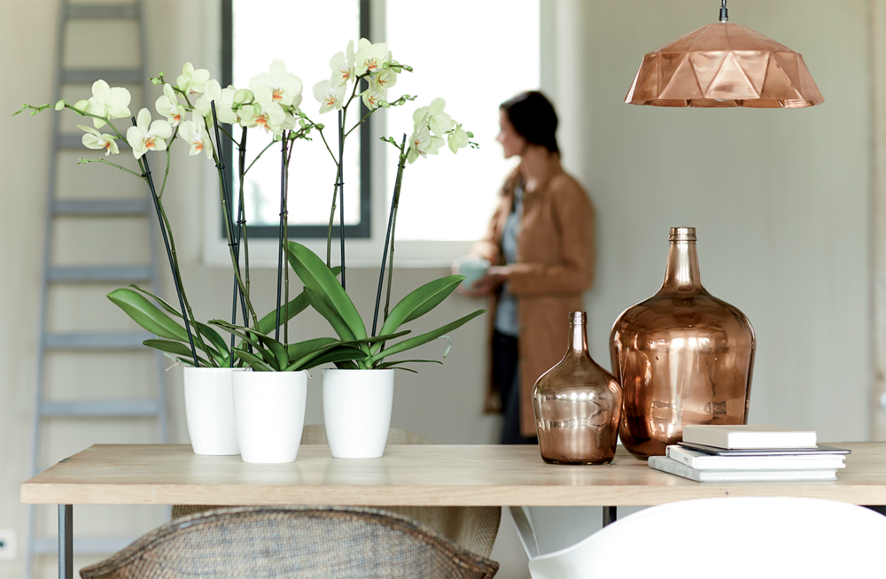 Brussels Diamond Orchid High 12,5