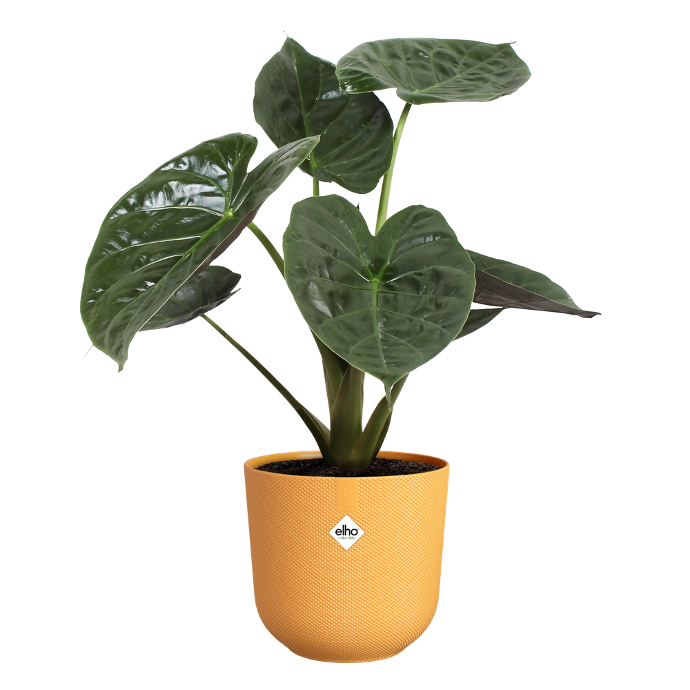 BNDL Jazz Round 14,16,19