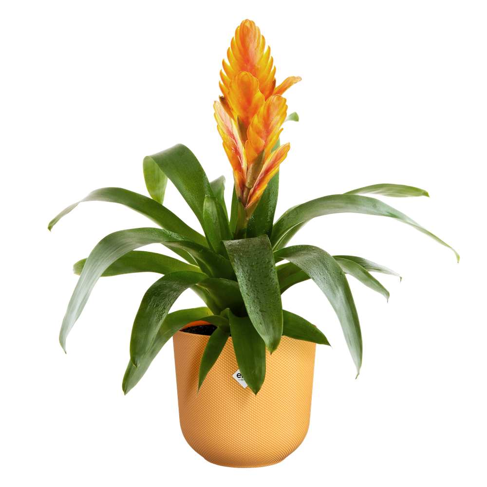 BNDL Jazz Round 14,16,19