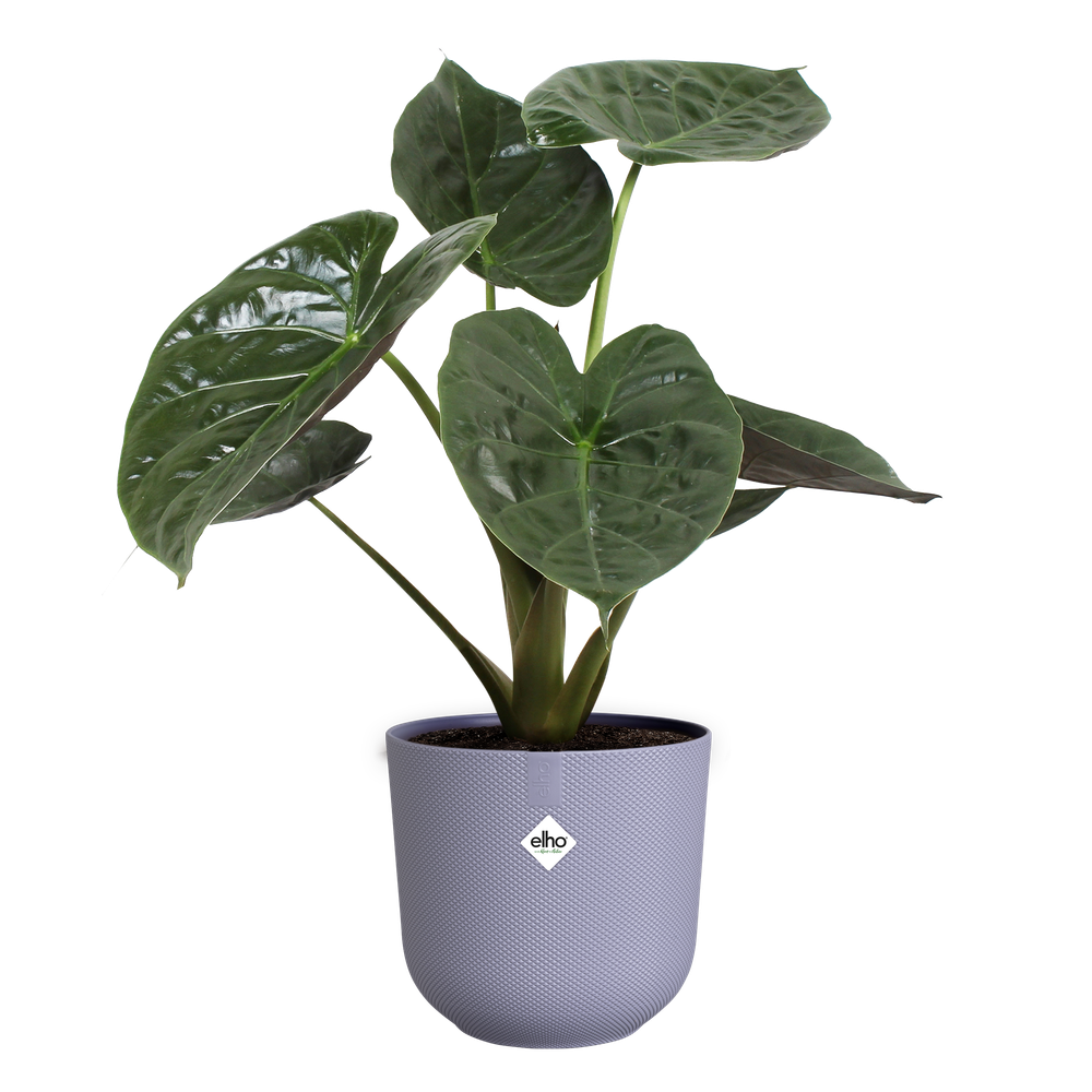 BNDL Jazz Round 14,16,19