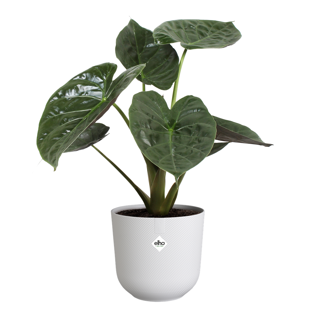 BNDL Jazz Round 14,16,19