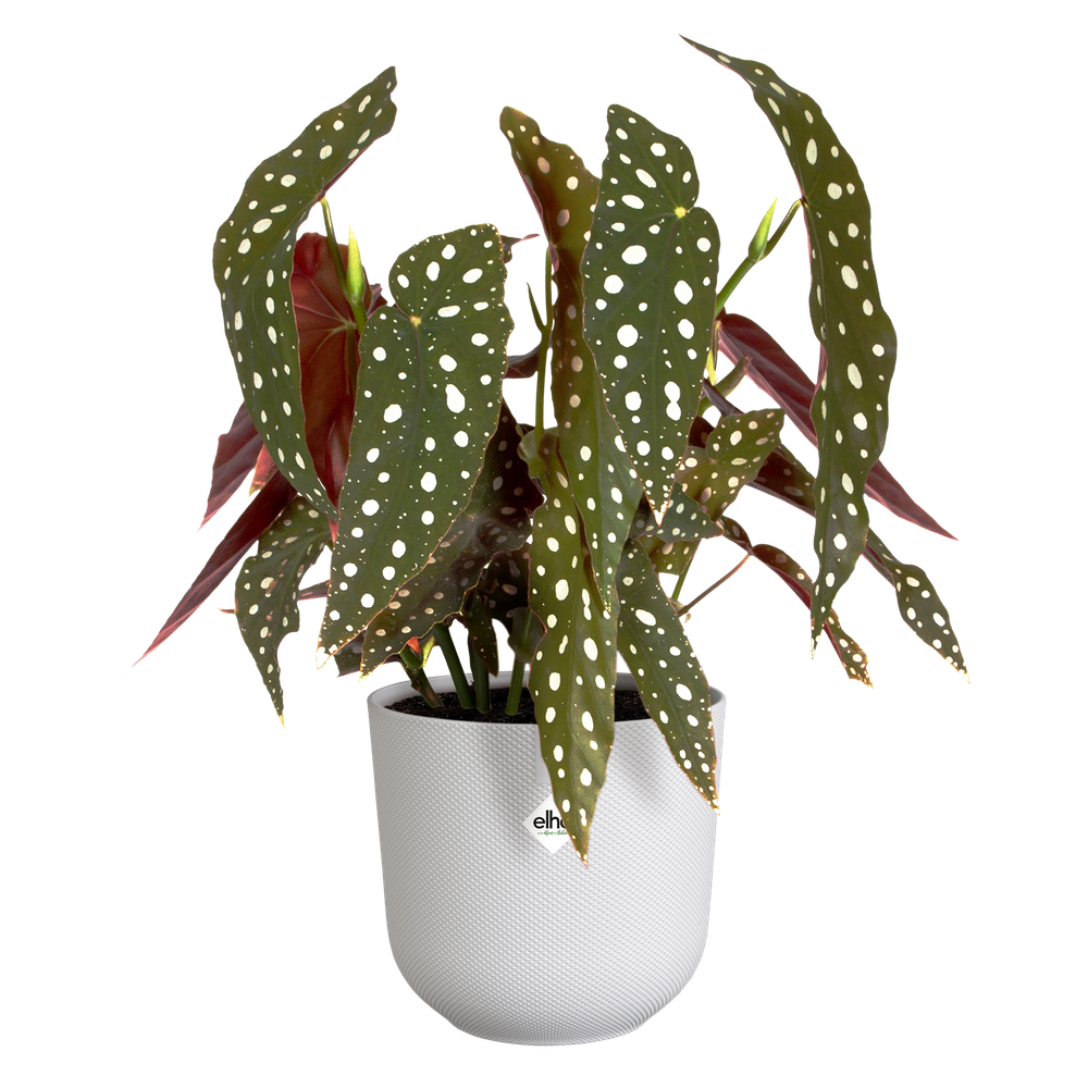 BNDL Jazz Round 14,16,19