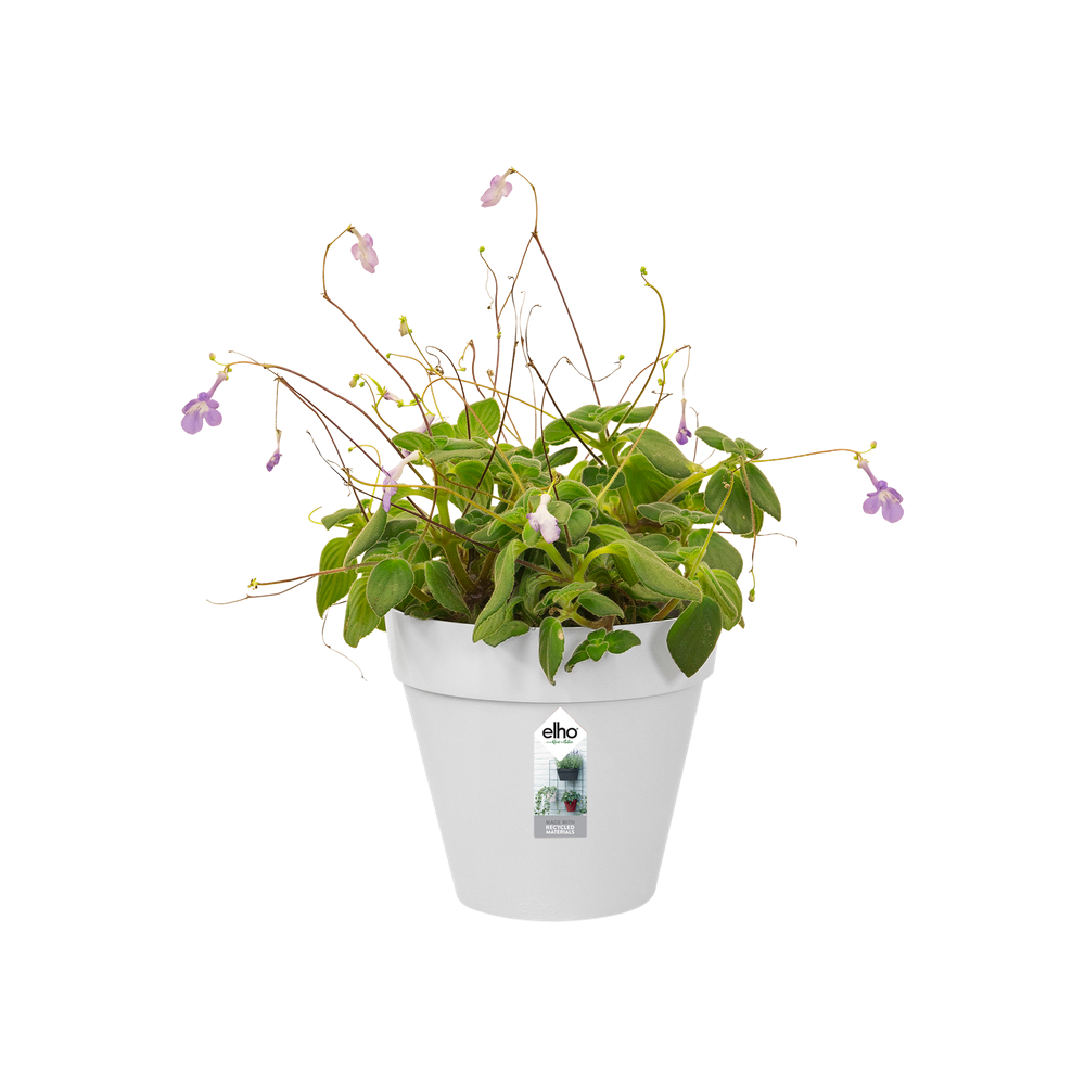 Loft Urban Green Wall Single 15
